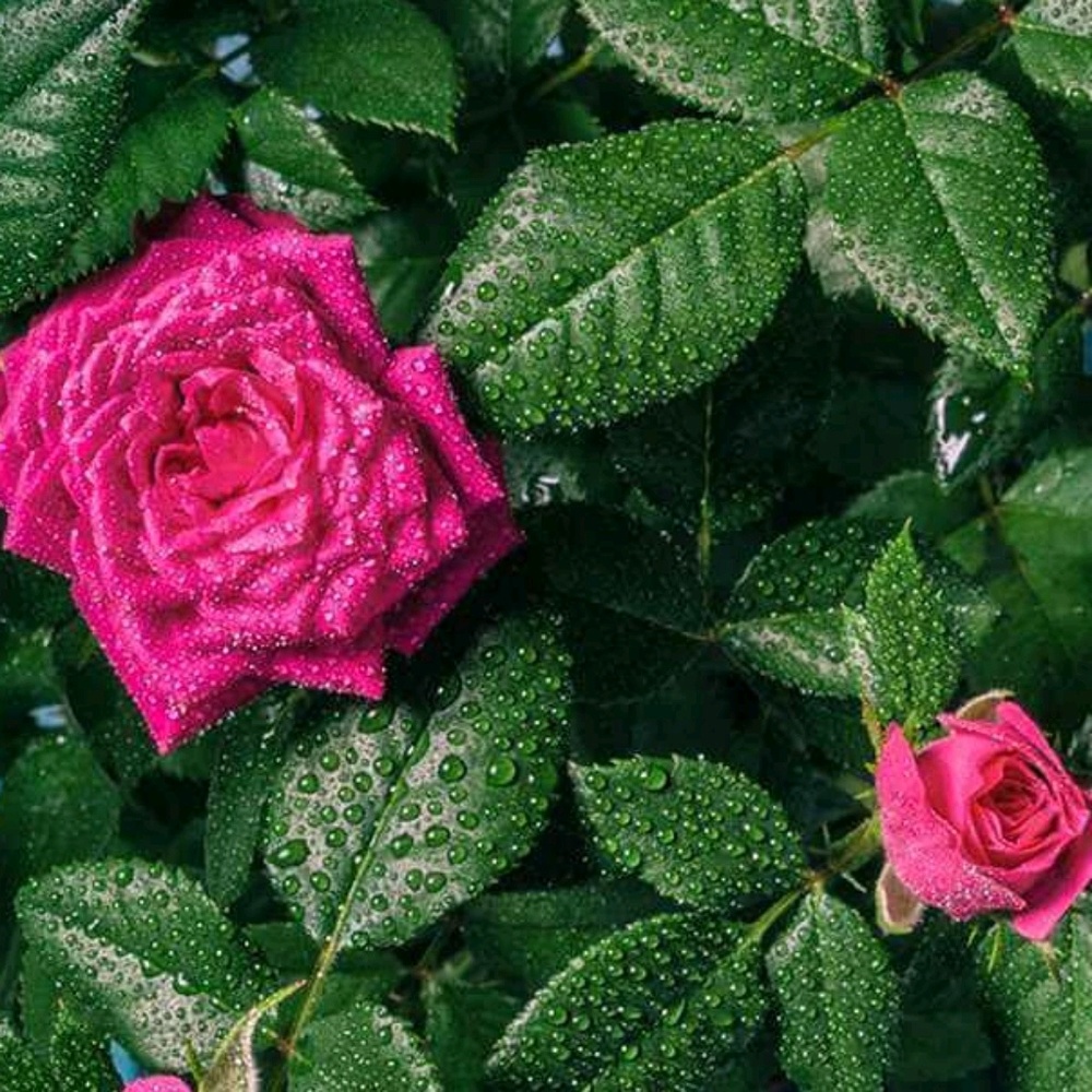 Meet your Posher, Maria